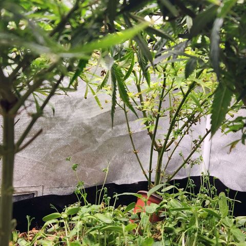 Platinum Girl Scout Cookies growlog timeline photo