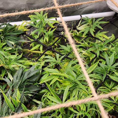 Platinum Girl Scout Cookies growlog timeline photo