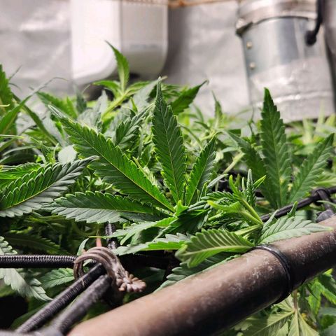Strawberry Cough growlog timeline photo
