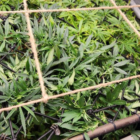 Strawberry Cough growlog timeline photo