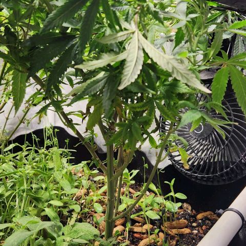 Strawberry Cough growlog timeline photo