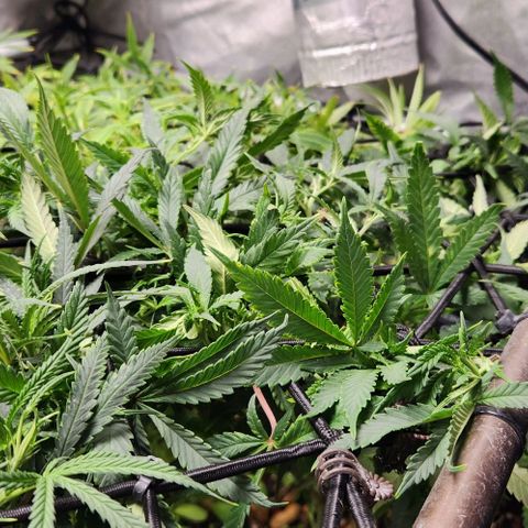Strawberry Cough growlog timeline photo
