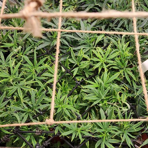 Pineapple Express growlog timeline photo