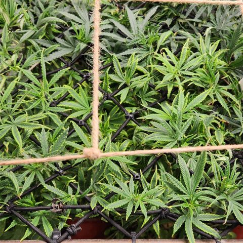 Pineapple Express growlog timeline photo