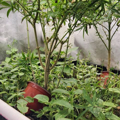 Pineapple Express growlog timeline photo