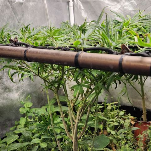 Pineapple Express growlog timeline photo