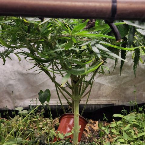 BLUE DREAM growlog timeline photo