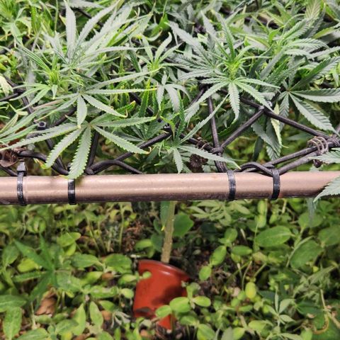 BLUE DREAM growlog timeline photo