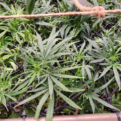 BLUE DREAM growlog timeline photo
