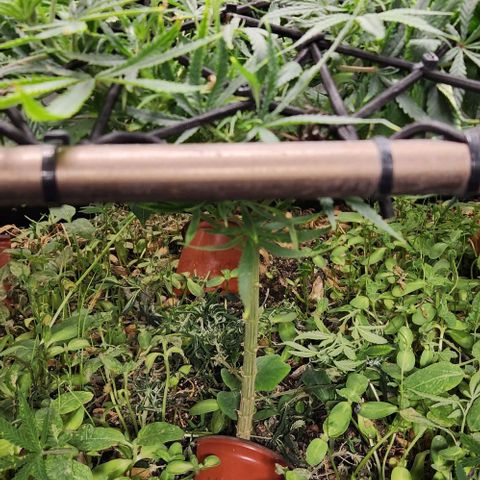 BLUE DREAM growlog timeline photo