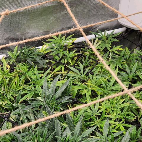 Platinum Girl Scout Cookies growlog timeline photo