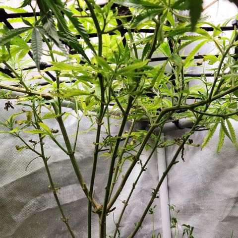 Platinum Girl Scout Cookies growlog timeline photo