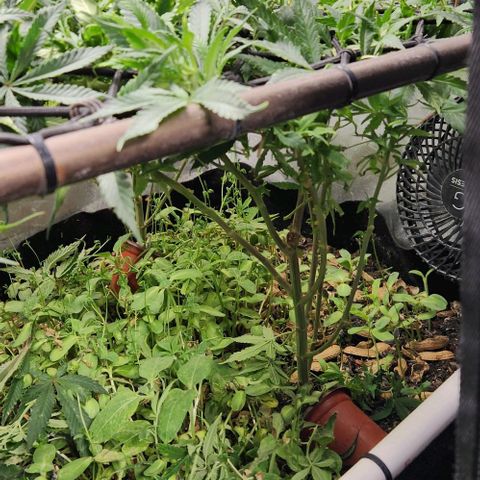 Strawberry Cough growlog timeline photo