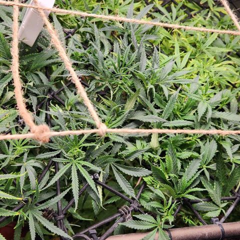 Strawberry Cough growlog timeline photo