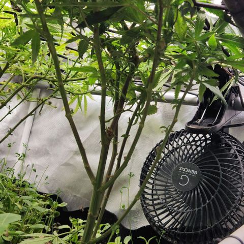 Strawberry Cough growlog timeline photo