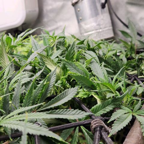 Strawberry Cough growlog timeline photo