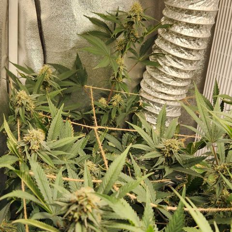 God Bud #1 growlog timeline photo