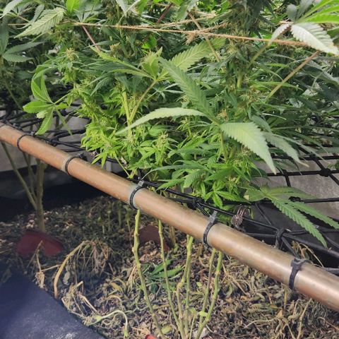 Purple Buddha #2 growlog timeline photo