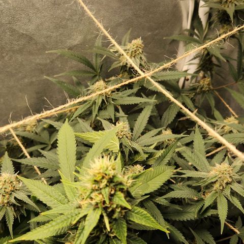 God Bud #2 growlog timeline photo