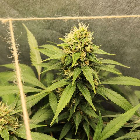 Purple Buddha #1 growlog timeline photo