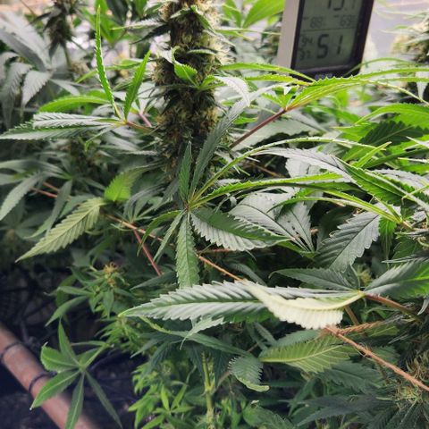 Purple Buddha #2 growlog timeline photo