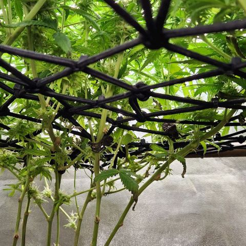 Purple Buddha #1 growlog timeline photo