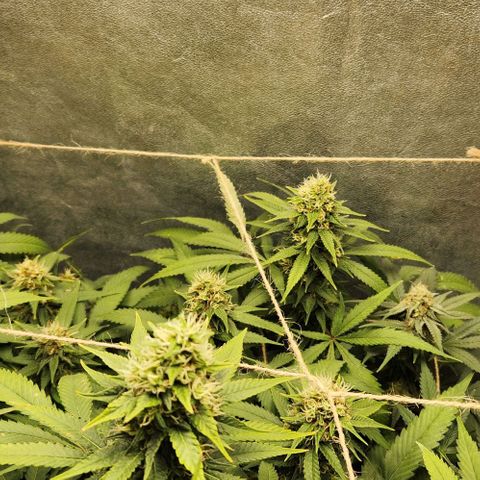 Purple Buddha #1 growlog timeline photo