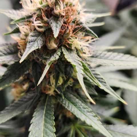 Purple Buddha #2 growlog timeline photo