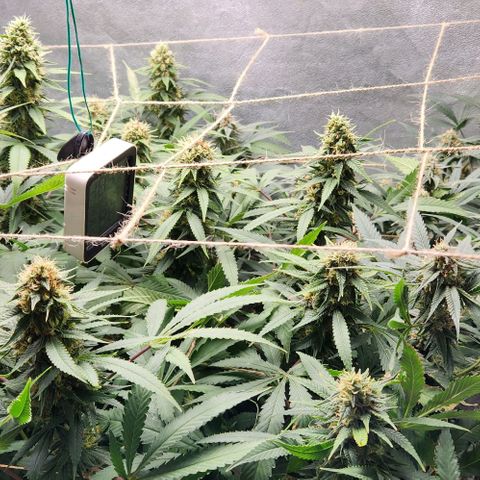 Purple Buddha #2 growlog timeline photo