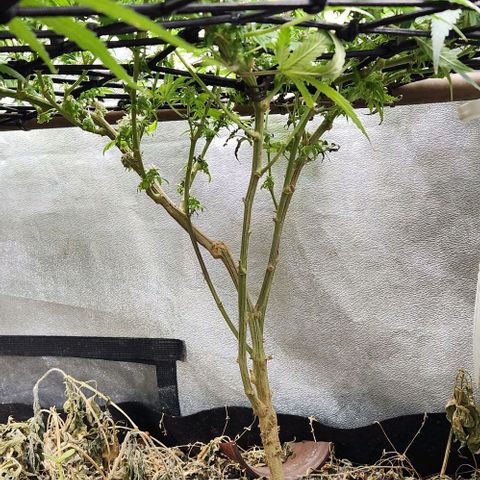 God Bud #2 growlog timeline photo