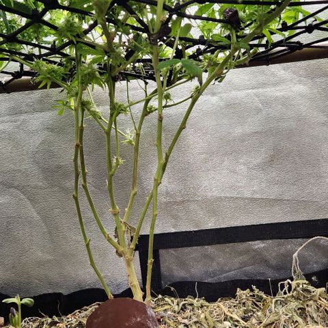 Purple Buddha #1 growlog timeline photo