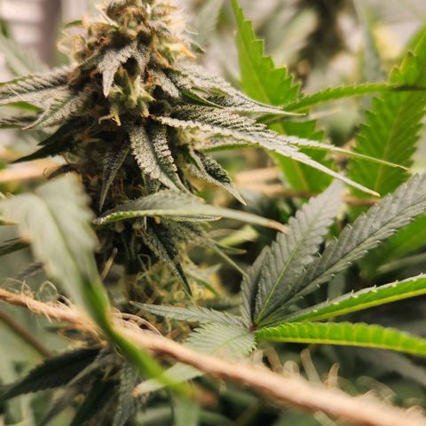 God Bud #1 growlog timeline photo