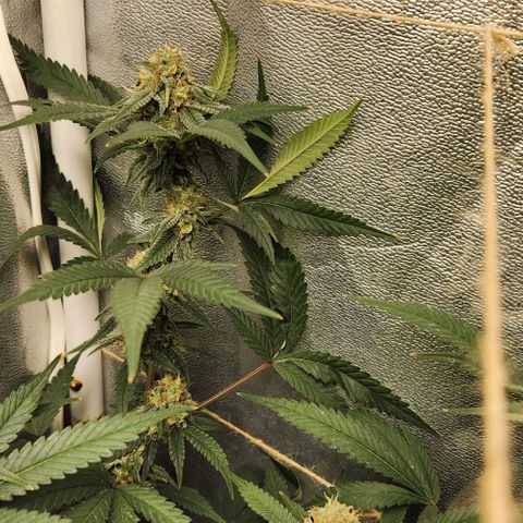 God Bud #2 growlog timeline photo