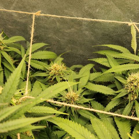 Purple Buddha #1 growlog timeline photo