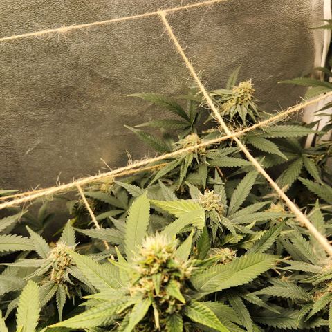 God Bud #2 growlog timeline photo