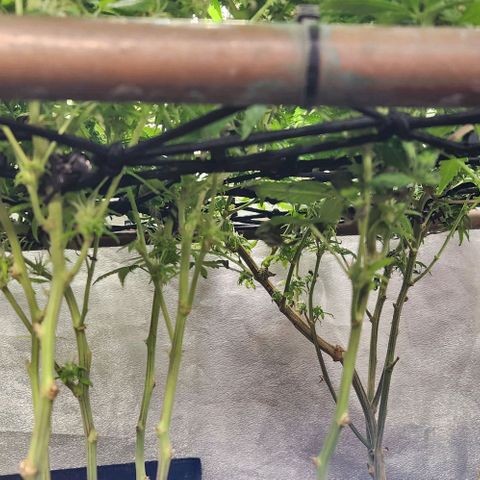 Purple Buddha #2 growlog timeline photo