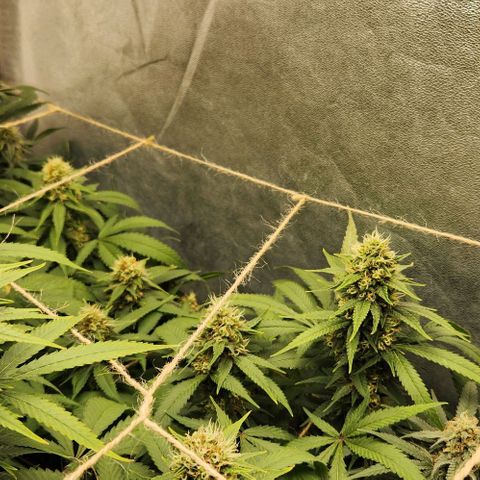 Purple Buddha #1 growlog timeline photo