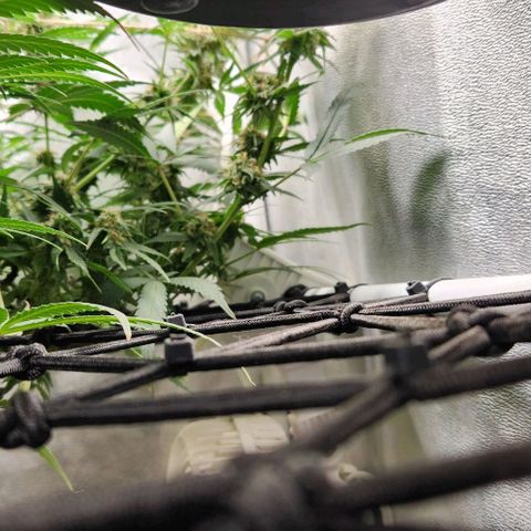 God Bud #2 growlog timeline photo