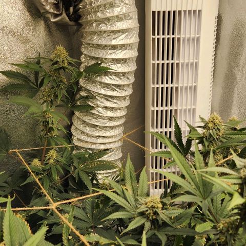 God Bud #1 growlog timeline photo