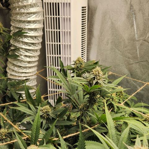 God Bud #1 growlog timeline photo