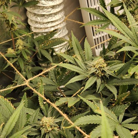 God Bud #1 growlog timeline photo