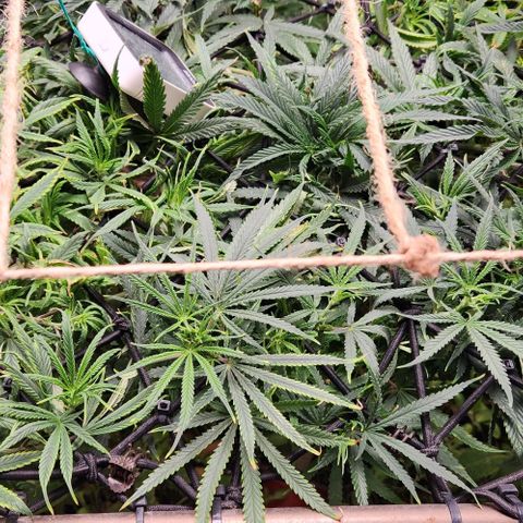 BLUE DREAM growlog timeline photo