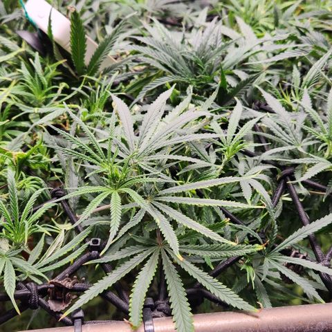 BLUE DREAM growlog timeline photo