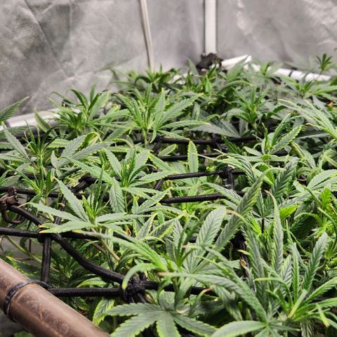 Pineapple Express growlog timeline photo
