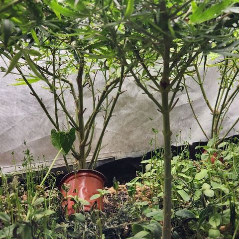 BLUE DREAM growlog timeline photo