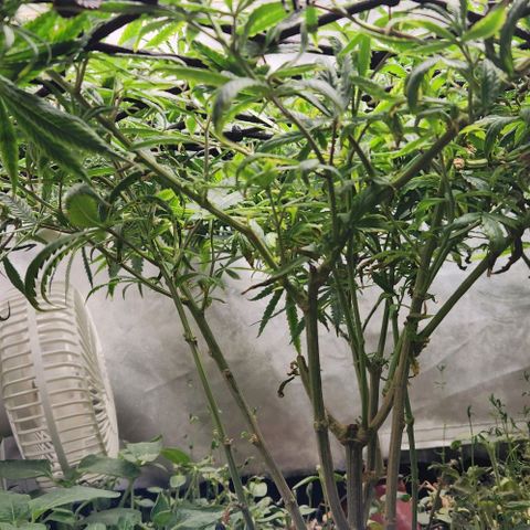Pineapple Express growlog timeline photo