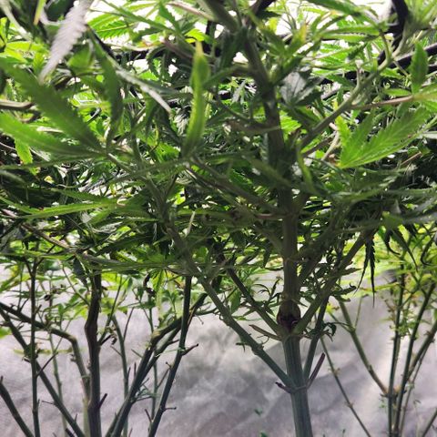 BLUE DREAM growlog timeline photo