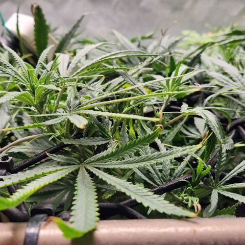 BLUE DREAM growlog timeline photo
