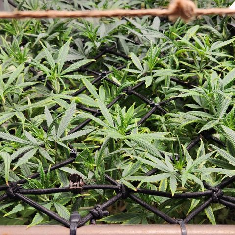 Pineapple Express growlog timeline photo
