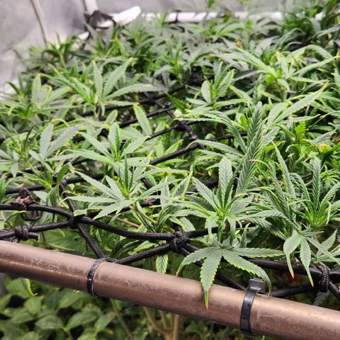 Pineapple Express growlog timeline photo